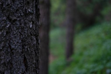 Ormanın kenarındaki sık orman ağaçları..