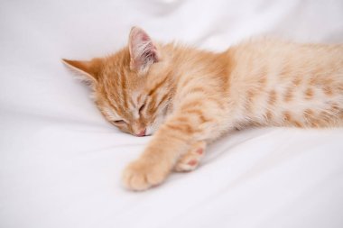 Küçük kırmızı kedi beyaz bir çarşafın üzerinde yatıyor..