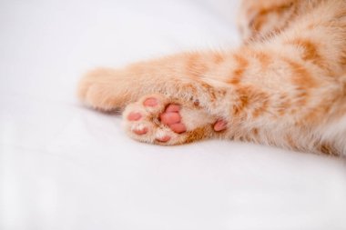 Küçük kırmızı kedi beyaz bir çarşafın üzerinde yatıyor..