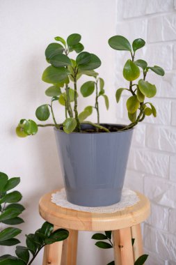 Salonda çiçekler var..