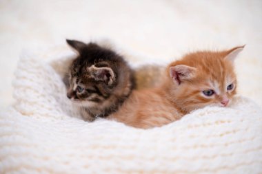 Beyaz bir battaniyede oynayan sevimli kedi yavrusu..