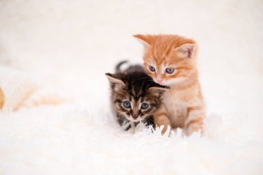 Beyaz bir battaniyede oynayan sevimli kedi yavrusu..