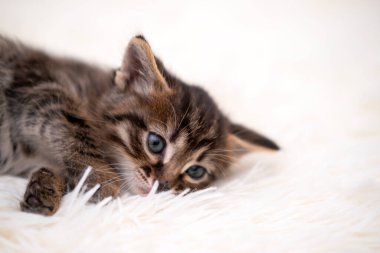 Beyaz bir battaniyede oynayan sevimli kedi yavrusu..