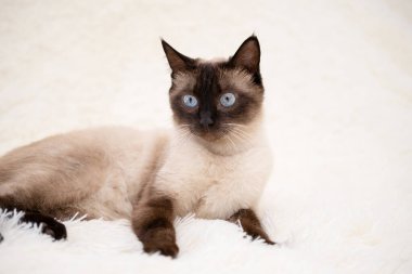 Beyaz bir battaniyede oynayan sevimli kedi yavrusu..