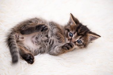 Beyaz bir battaniyede oynayan sevimli kedi yavrusu..