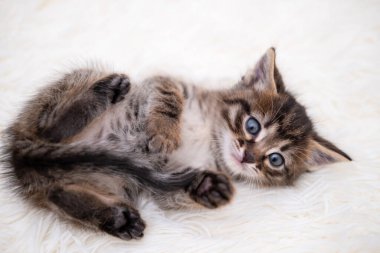 Beyaz bir battaniyede oynayan sevimli kedi yavrusu..