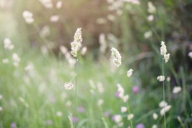 Yeşil çimenlikte güzel bir çiçek.