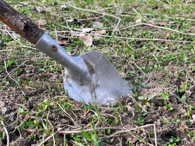 Küçük bir spatula dikimi.