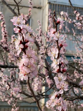Ağaçlara asılı çiçek tomurcukları.