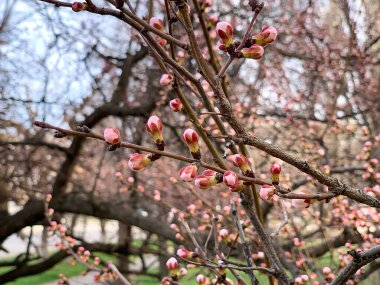 Ağaçlara asılı çiçek tomurcukları.
