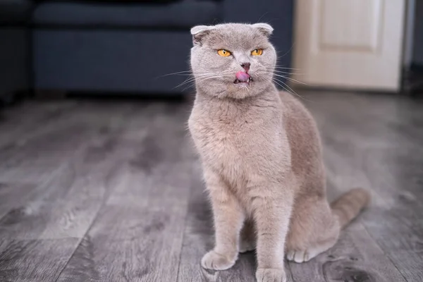 Şirin komik kedi oynuyor..