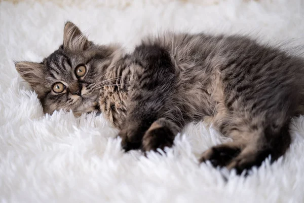 Şirin komik kedi oynuyor..