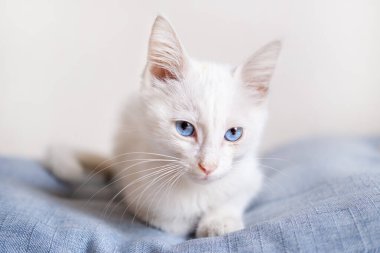 Mavi gözlü beyaz kedicik.