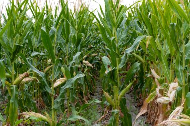 vahşi dağ meyveleri.