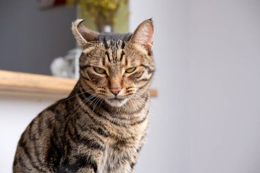 Kaplan renginde güzel bir kedi.