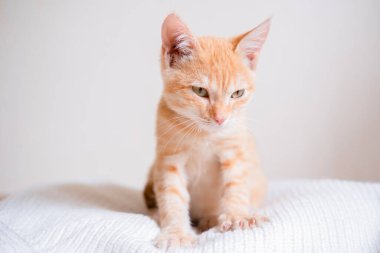 Beyaz süveter giyen küçük kızıl saçlı kedi yavrusu.