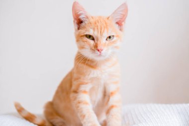 Beyaz süveter giyen küçük kızıl saçlı kedi yavrusu.