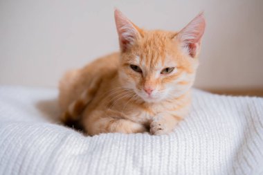 Beyaz süveter giyen küçük kızıl saçlı kedi yavrusu.