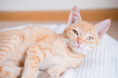 Beyaz süveter giyen küçük kızıl saçlı kedi yavrusu.