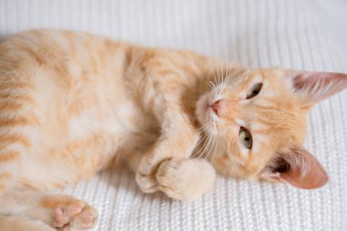 Beyaz süveter giyen küçük kızıl saçlı kedi yavrusu.