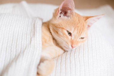 Beyaz süveter giyen küçük kızıl saçlı kedi yavrusu.