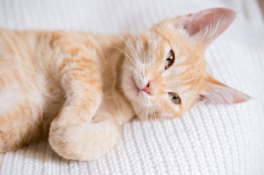 Beyaz süveter giyen küçük kızıl saçlı kedi yavrusu.