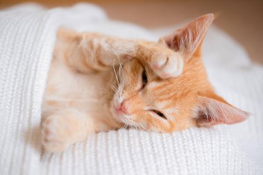 Beyaz süveter giyen küçük kızıl saçlı kedi yavrusu.