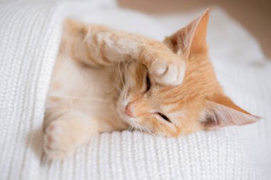 Beyaz süveter giyen küçük kızıl saçlı kedi yavrusu.