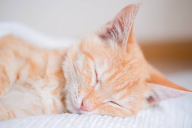 Beyaz süveter giyen küçük kızıl saçlı kedi yavrusu.