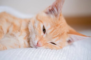 Beyaz süveter giyen küçük kızıl saçlı kedi yavrusu.