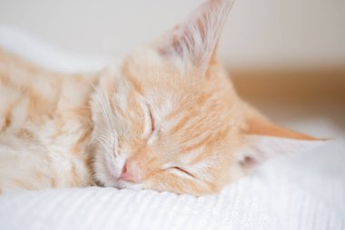 Beyaz süveter giyen küçük kızıl saçlı kedi yavrusu.