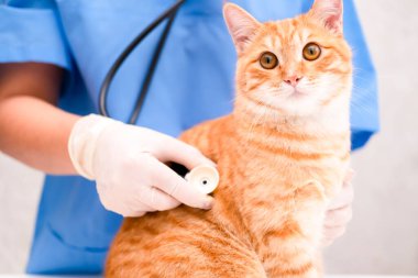 Mavi takım elbiseli, kızıl kedili veteriner..