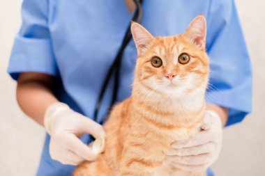 Mavi takım elbiseli, kızıl kedili veteriner..