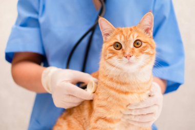 Mavi takım elbiseli, kızıl kedili veteriner..