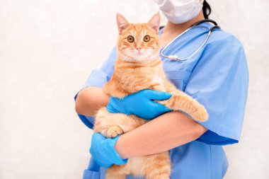 Mavi takım elbiseli, kızıl kedili veteriner..