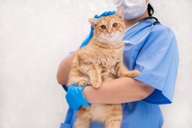 Mavi takım elbiseli, kızıl kedili veteriner..