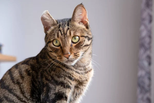 Kaplan renginde güzel bir kedi.