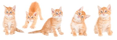 Beyaz yalıtılmış arka planda kızıl kedi yavrularının bayrağı.