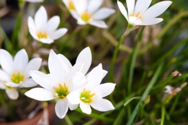 Saksılarda açan güzel kar damlaları.