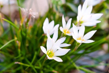 Saksılarda açan güzel kar damlaları.