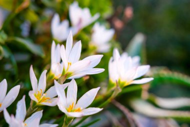 Saksılarda açan güzel kar damlaları.