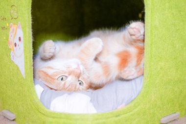 Kırmızı kedi yeşil bir evde yatıyor..