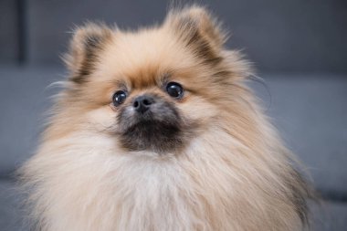 Pameranian Spitz yerde oturuyor..