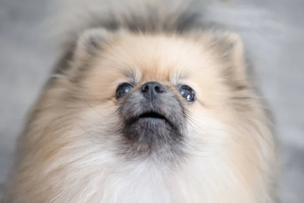 Pameranian Spitz yerde oturuyor..