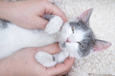 Benekli beyaz bir kedi battaniyenin üzerinde uyuyakalır..