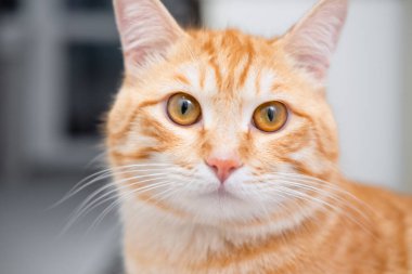 Kedi yerde oturuyor ve bakıyor..