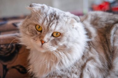 Dışarıda, koltukta yatan gri kedi..