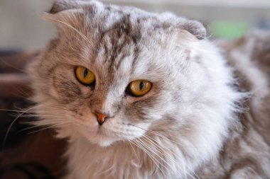 Dışarıda, koltukta yatan gri kedi..