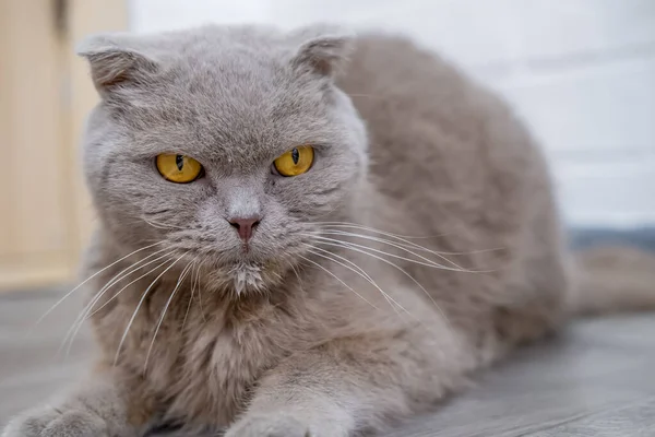 Kedi yerde oturuyor ve bakıyor..