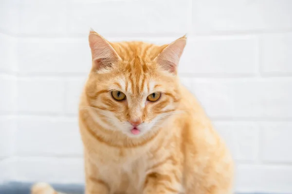 Kedi yerde oturuyor ve bakıyor..